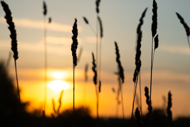 Premium Photo | Setting summer sun in nature, evening sunset.