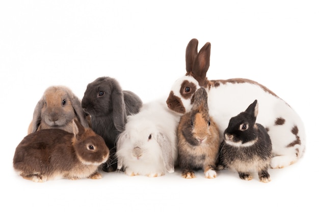 Premium Photo | Seven different rabbits isolated on white background