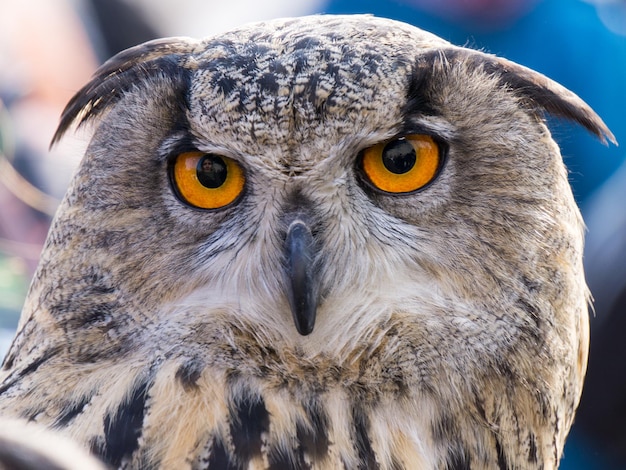 Premium Photo | Severely looking big eagle owl