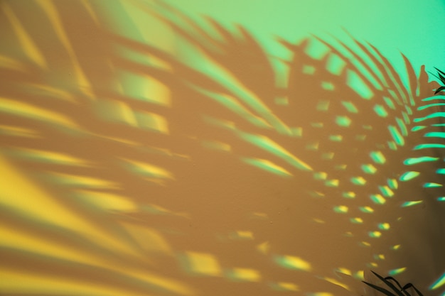 Shadow of palm leaves on green backdrop Free Photo