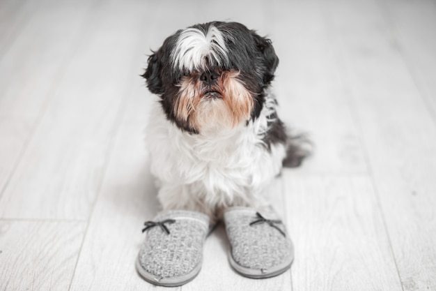 家のスリッパの近くに立っているシーズー犬の毛むくじゃらの犬 プレミアム写真