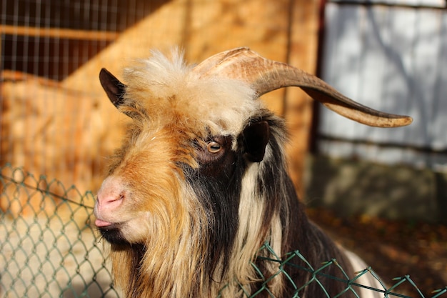 Premium Photo | Shaggy goat close up