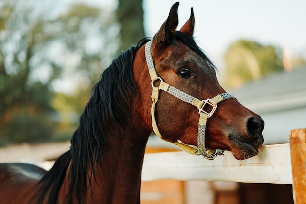 Shallow focus shot of a brown horse wearing a harness Free Photo