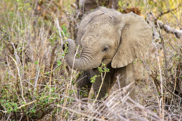  pui de elefant 