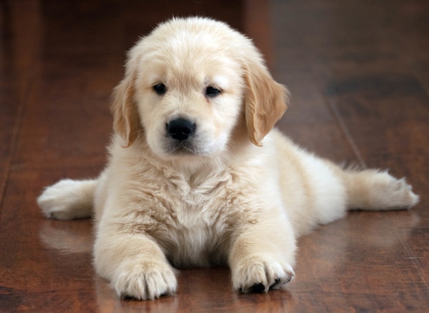 retriever