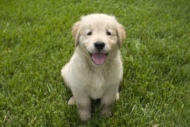 Free Photo | Shallow focus shot of a cute golden retriever puppy ...