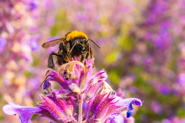 ラベンダーから蜂蜜を集める蜂の浅いフォーカスショット 無料の写真