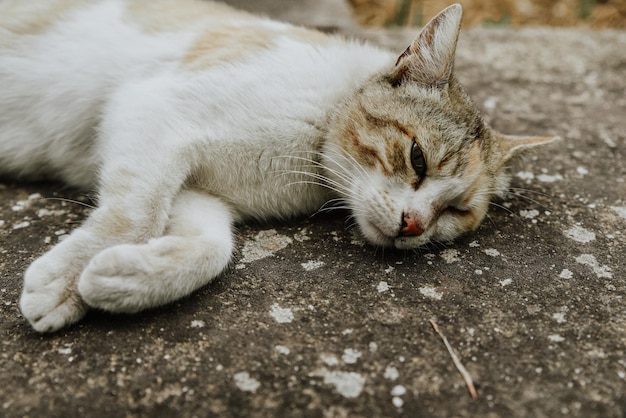 Premium Photo | Shallow focus shot of a poor stray cat with a damaged eye