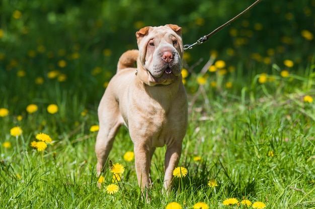 プレミアム写真 緑の芝生のひもにつないでシャーペイ犬