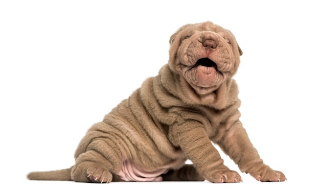 Premium Photo Shar Pei Puppy Barking Isolated On White