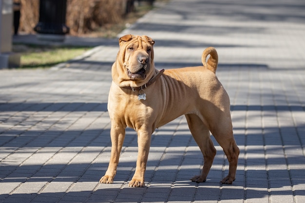 Premium Photo Shar Pei Puppy In Garden