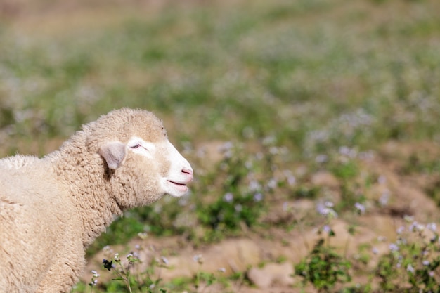 Premium Photo | Sheep on beautiful mountain meadow