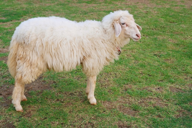 Premium Photo | Sheep eating grass in field