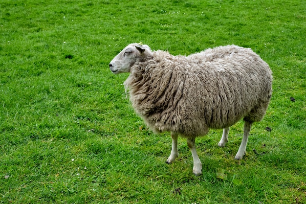 Premium Photo | Sheep gazing in green field