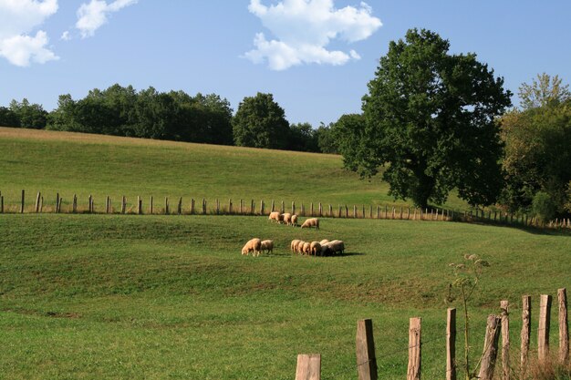 Premium Photo | Sheep in a meadow