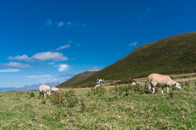 Premium Photo | . sheeps animals landscape meadow farm