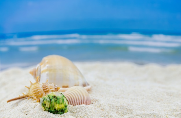 Premium Photo | Shells on tropical beach