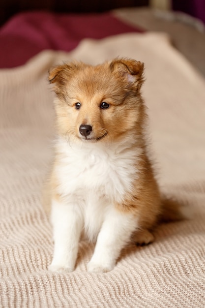 Premium Photo | Shetland sheepdog. fluffy sitting sheltie dog puppy