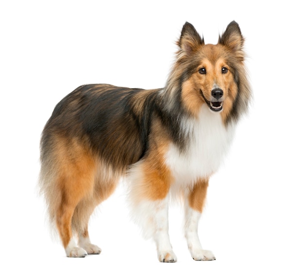 Premium Photo | Shetland sheepdog in front of a white wall