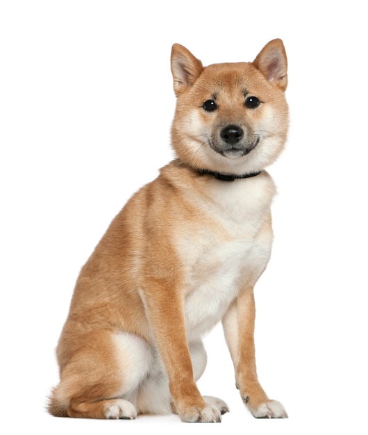 Premium Photo | Shiba inu, 11 months old, sitting in front of white wall