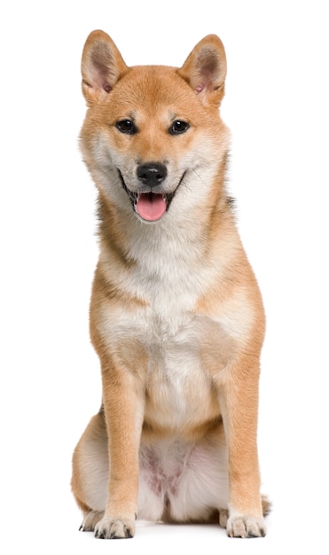 Premium Photo | Shiba inu, 6 months old, sitting in front of white wall