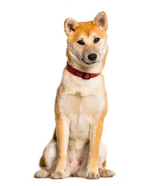 白い背景に座っている柴犬 プレミアム写真
