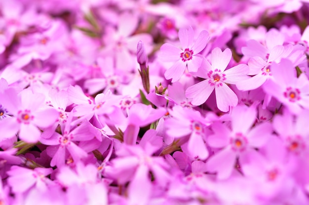 Premium Photo | Shibazakura (moss phlox) background, shibazakura ...