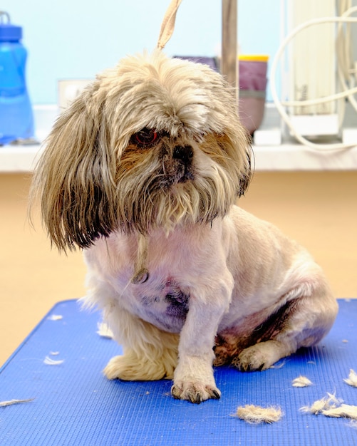 premium-photo-a-shih-tzu-dog-sitting-on-a-table-next-to-tufts-of-fur