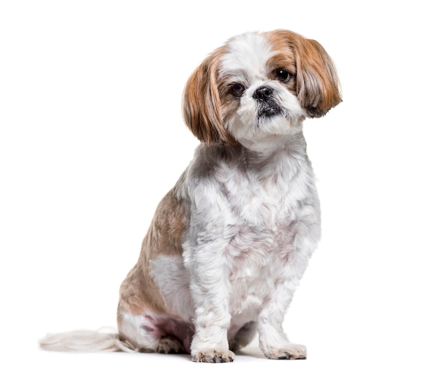 Premium Photo | Shih tzu dog sitting