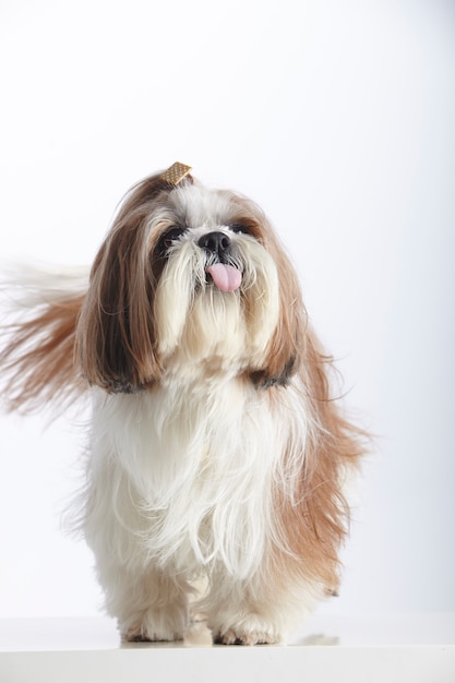 Shih Tzu Free Vectors Stock Photos Psd