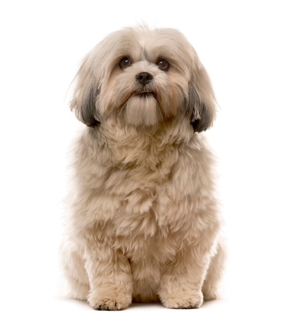 Premium Photo | Shih tzu sitting in front of a white wall