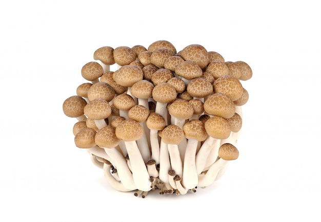 premium-photo-shimeji-mushrooms-brown-isolated