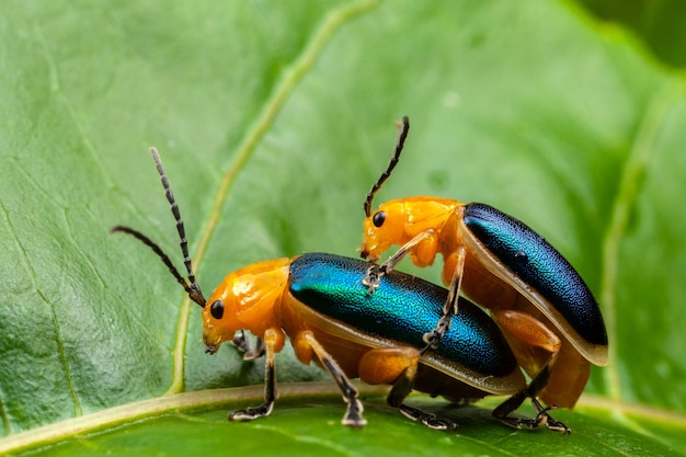 輝くノミの甲虫 Asphaera Lustrans 葉の上でセックスをしているカップル プレミアム写真