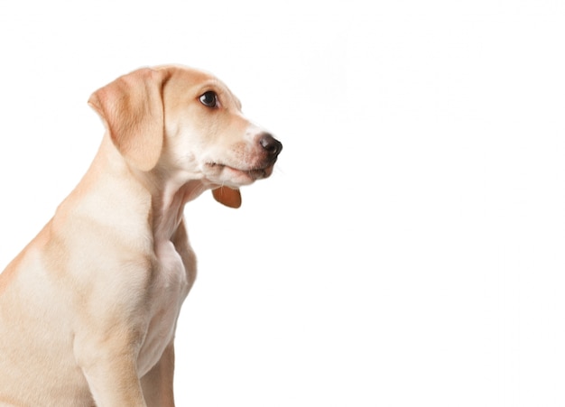 Short Haired Blonde Dog With Mouth Closed Free Photo