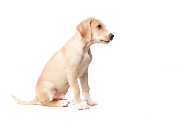 Short Haired Blonde Sitting Dog Free Photo