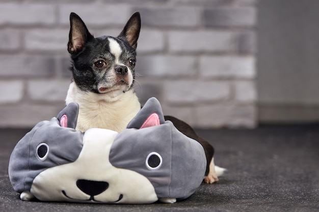 Short Haired Chihuahua Dog Posing Indoors In A Big Toy On A White