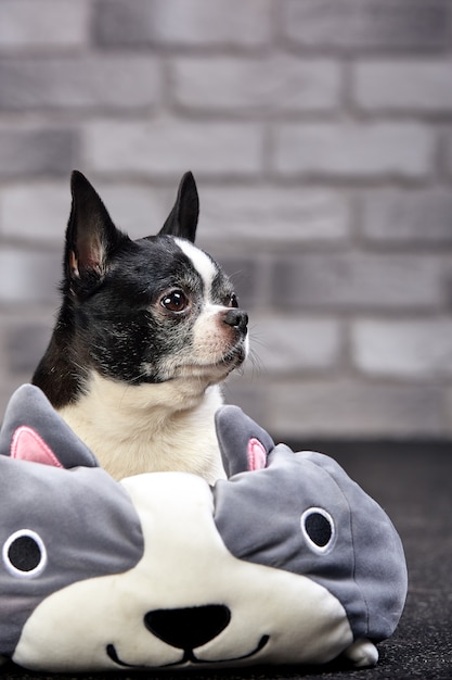 Short Haired Chihuahua Dog Posing Indoors In A Big Toy On A White