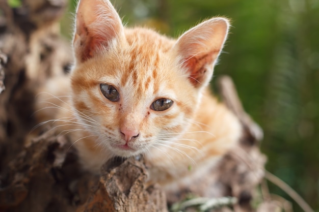 Shorthair red kitten cat | Premium Photo