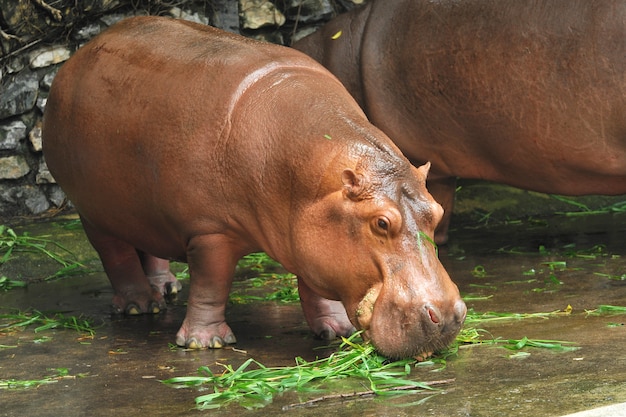 The Shot Of Hippopotamus Eating On The Ground Taken In The Zoo