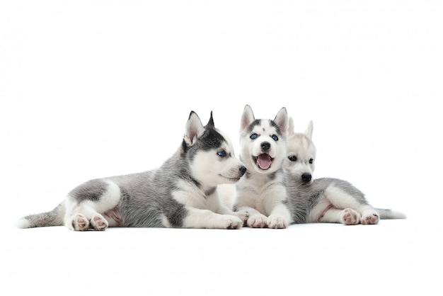 一緒に白で隔離される横になっている3つの愛らしいシベリアンハスキー子犬のショット 無料の写真