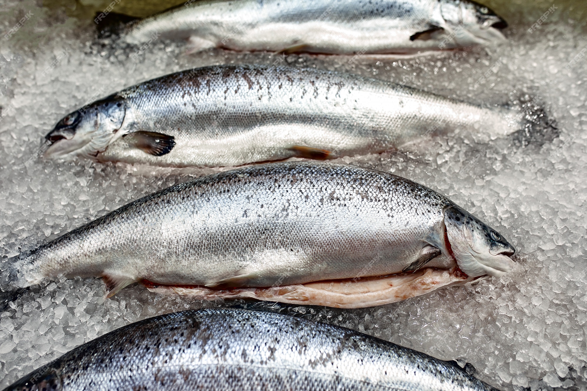 Premium Photo | Showcase with fresh fish on ice, sturgeon, beluga, salmon,