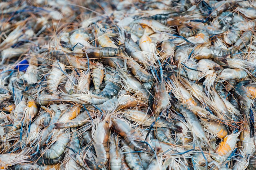 Free Photo | Shrimp in market