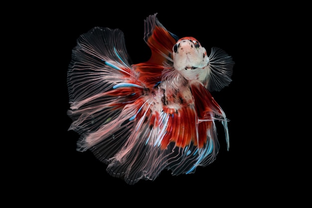 Siam Betta Fish