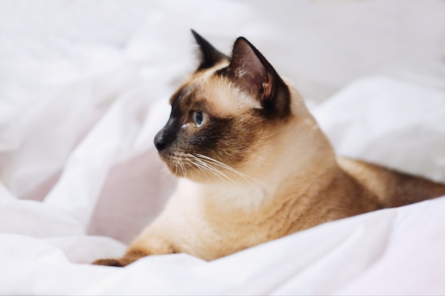 シャム猫は白い布に座る プレミアム写真