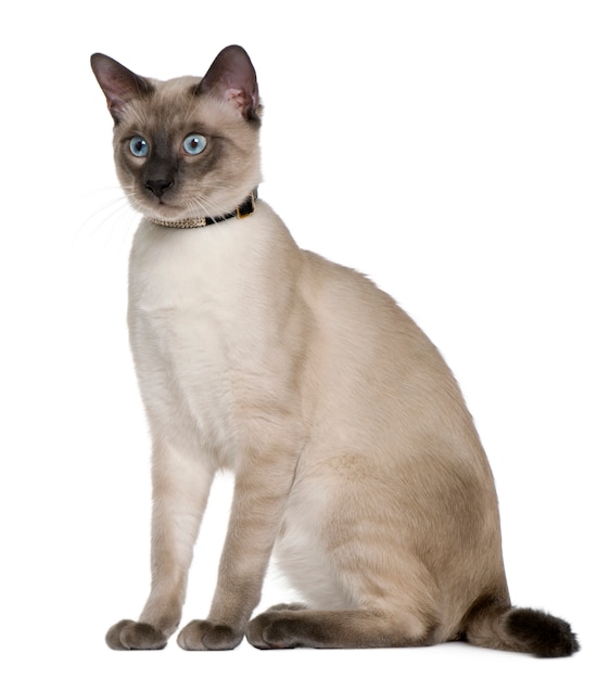 сиамская кошка на белом фоне