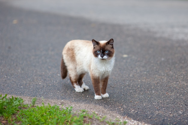 おいしいを求めて歩道を歩くシャム猫  プレミアム写真