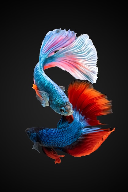 Premium Photo | Siamese fighting fish