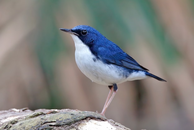 siberian-blue-robin-luscinia-cyane-beautiful-male-birds-of-thailand_35071-281.jpg