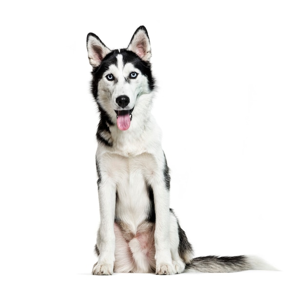 Premium Photo | Siberian husky, 6 months old, sitting in front of white ...