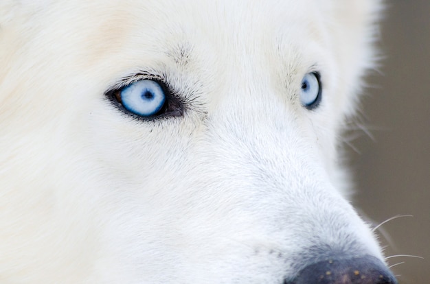 シベリアンハスキー犬は青い目で顔を閉じます ハスキー犬は真っ白な毛皮の色をしています プレミアム写真